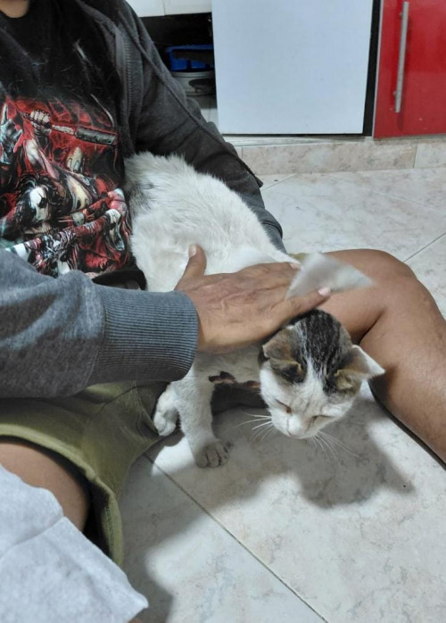 Lirio