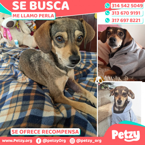 Foto de mascota Perla