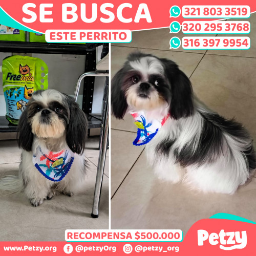 Banner de Este Perrito