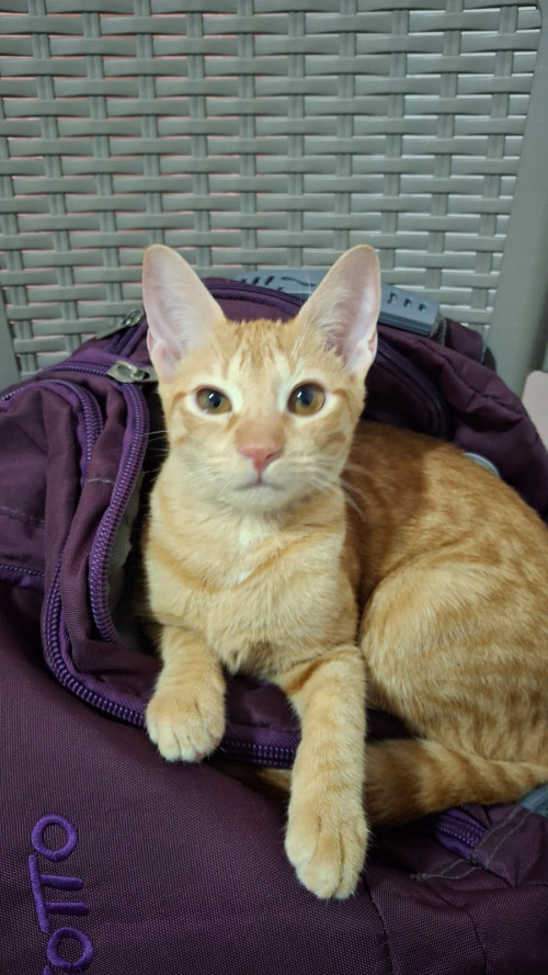 Lilu