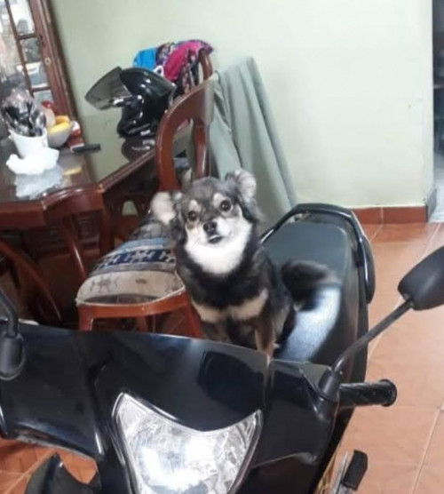 Lulú