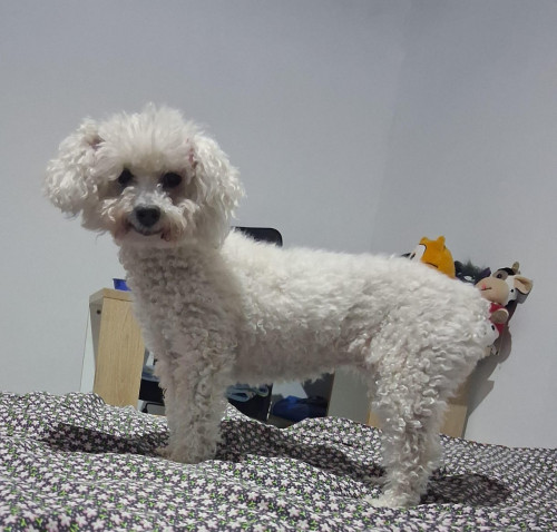 Susy