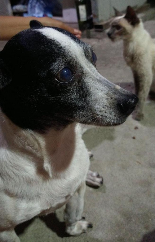 Lola
