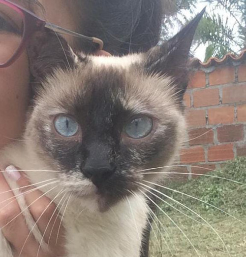 Perla