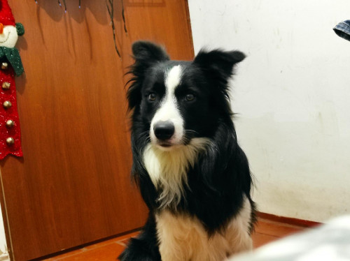 Apolo