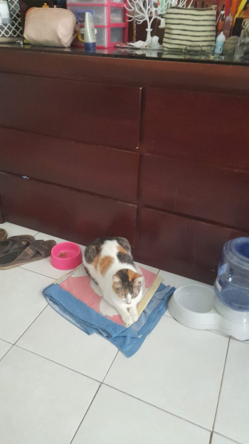 Nala