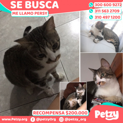 Foto de mascota Persy