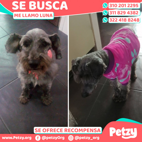 Foto de mascota Luna