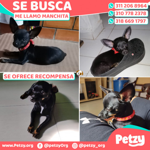 Foto de mascota Manchita