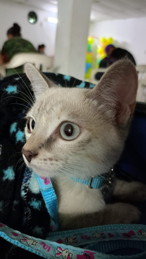Noa