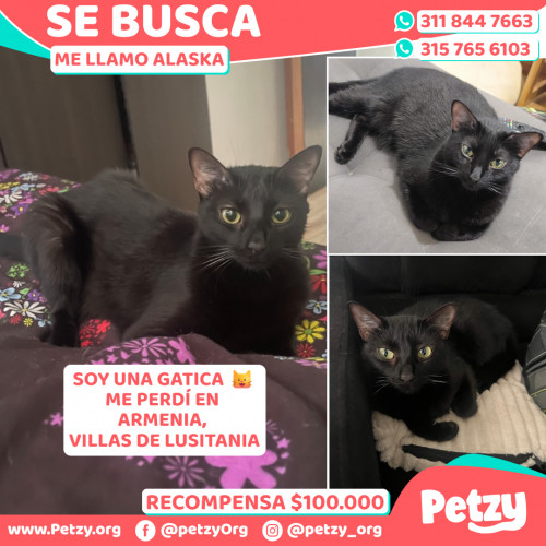 Foto de mascota Alaska