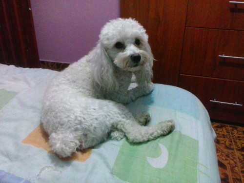 Toby