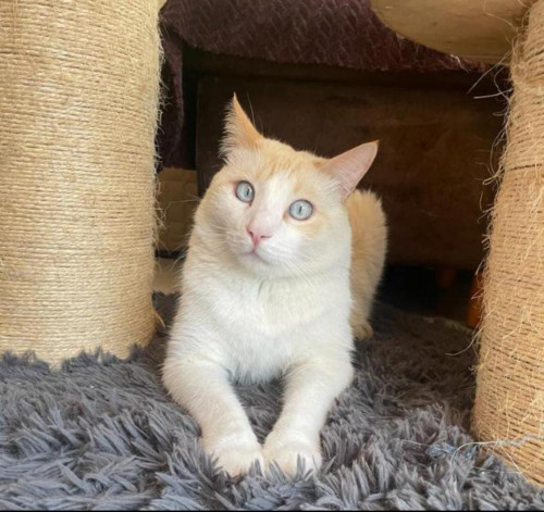 Kiro