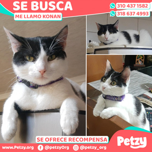 Foto de mascota Konan