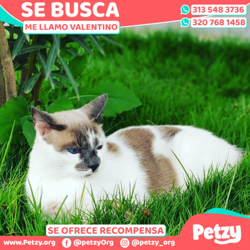 Foto de mascota Valentino