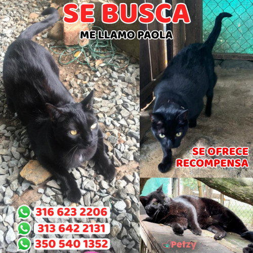 Foto de mascota Paola