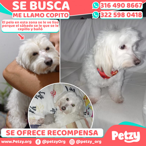 Foto de mascota Copito