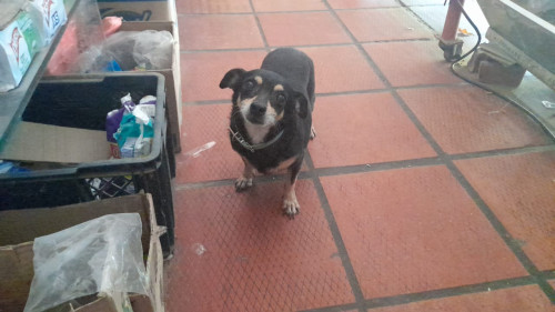 Princesa