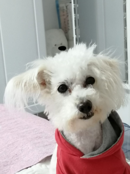 Tommy
