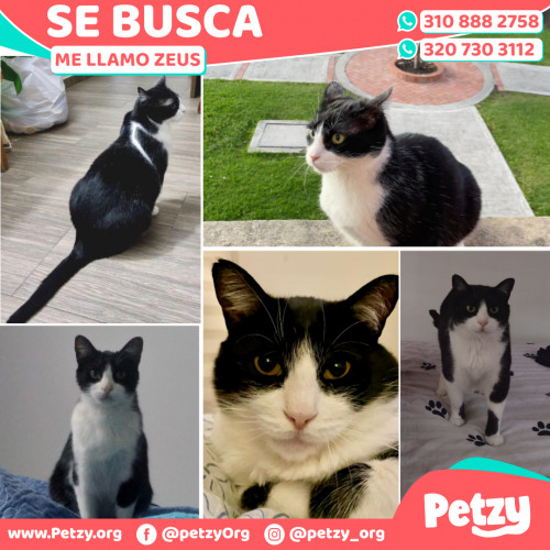 Foto de mascota Zeus