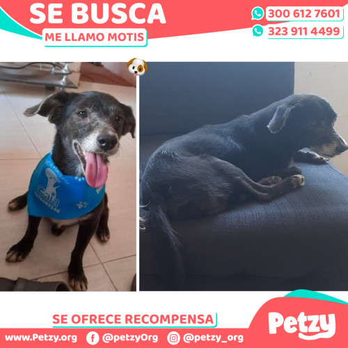 Foto de mascota Motis