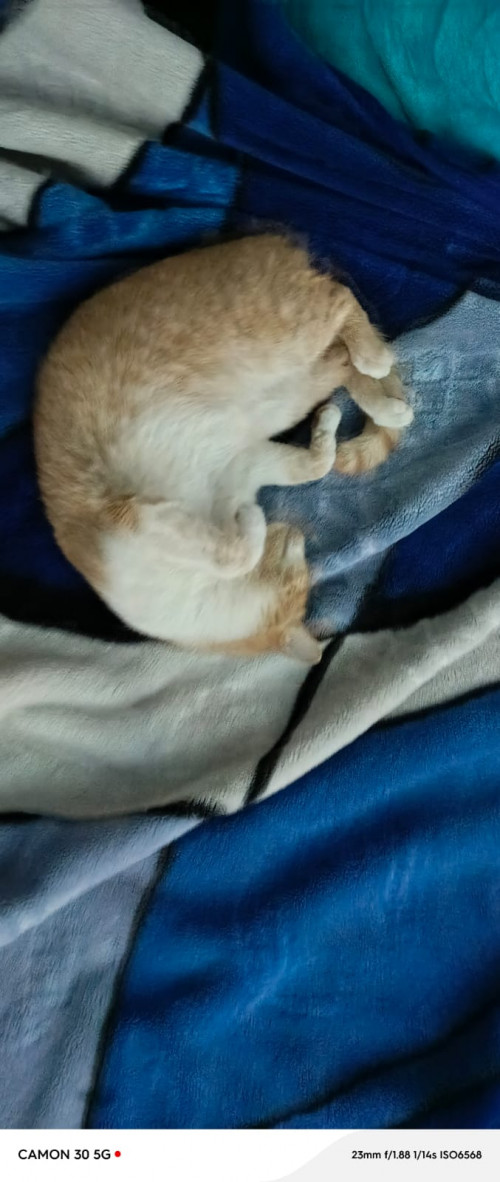 Nala