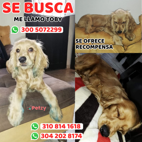 Foto de mascota Toby