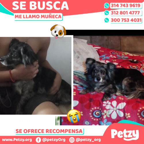 Foto de mascota Muñeca