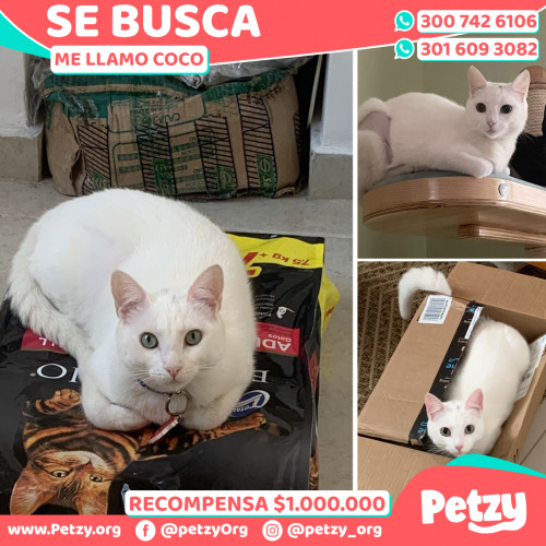 Foto de mascota Coco