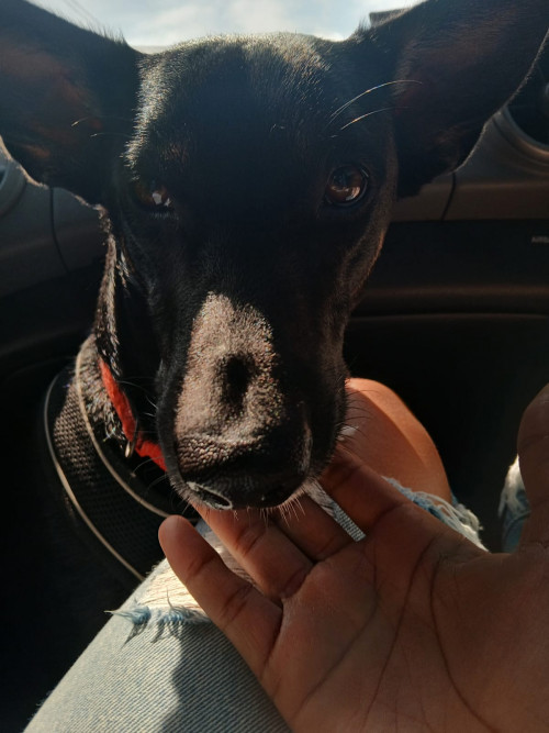 Otto