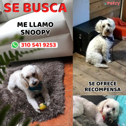 Foto de mascota Snoopy