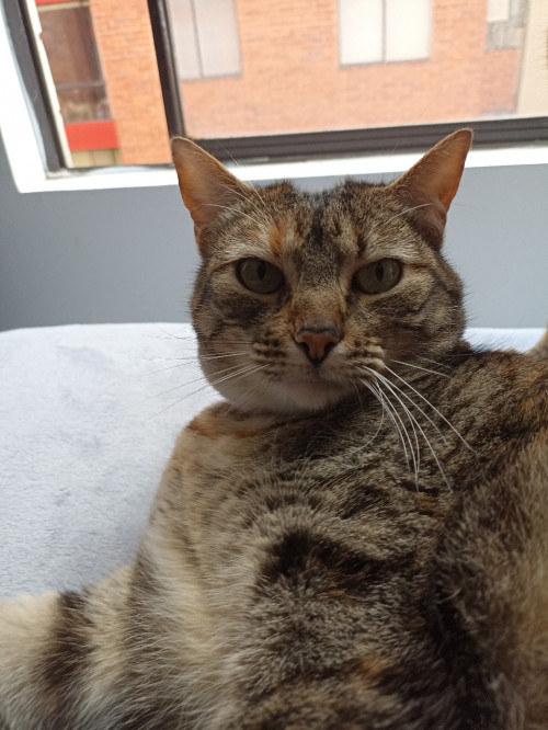 Leia