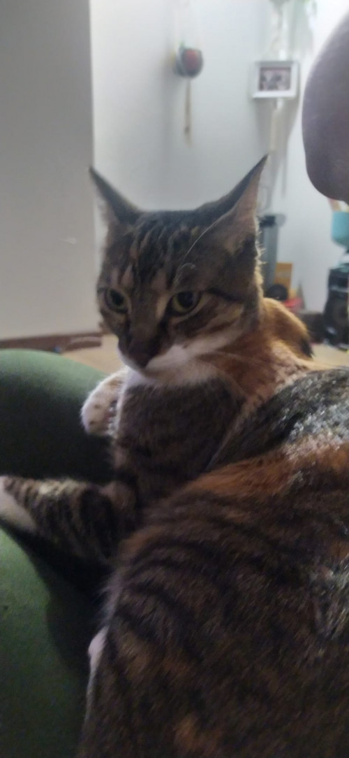 Rayita