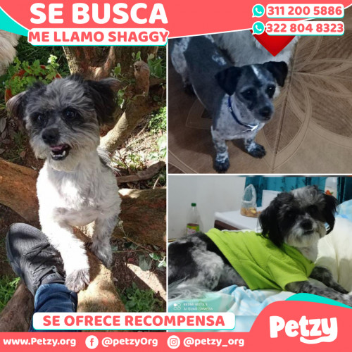Foto de mascota Shaggy