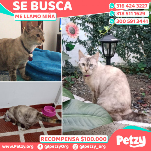 Foto de mascota Niña