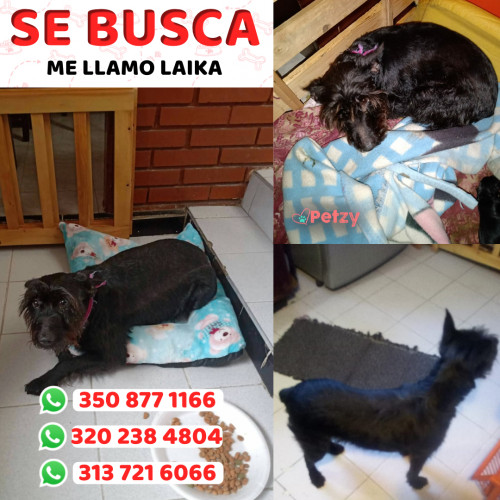 Foto de mascota Laika