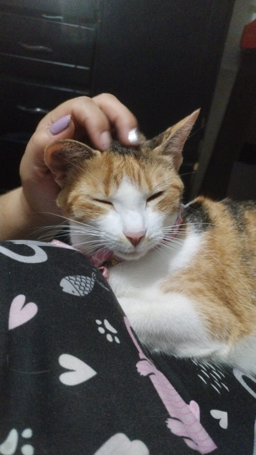 Nala