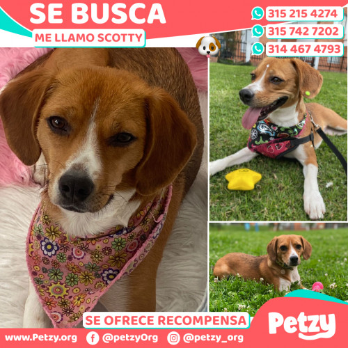 Foto de mascota Scotty