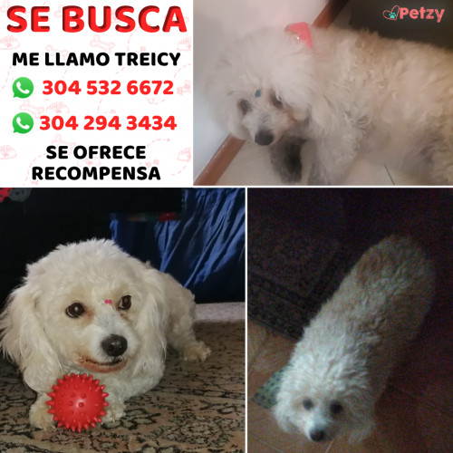 Foto de mascota Treicy