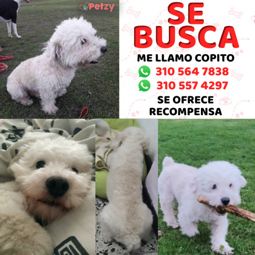 Foto de mascota Copito