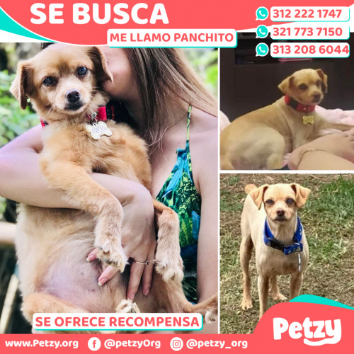 Foto de mascota Panchito