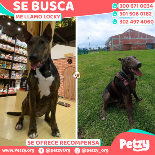 Foto de mascota Locky