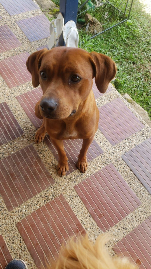 Firu