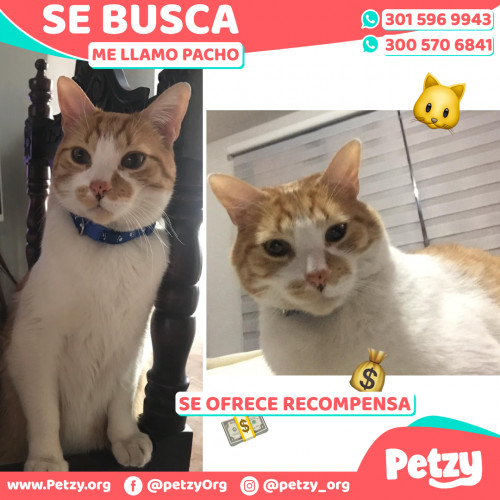 Foto de mascota Pacho