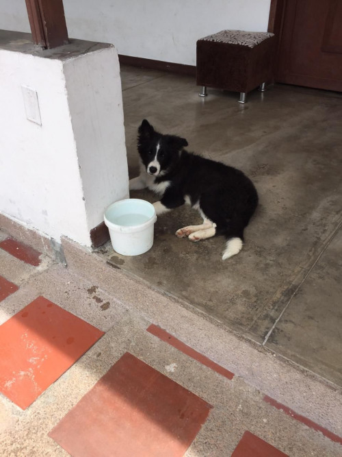 Milu