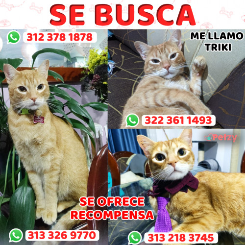 Foto de mascota Triki