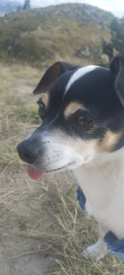 Coki
