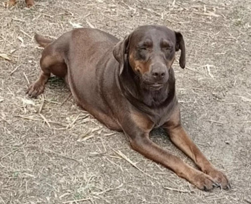 Hamter
