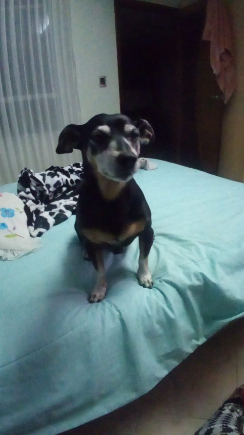Paco