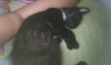 Foto de Oreo en Cartago Valle del Cauca #0